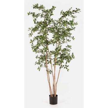 Artificial Bucida Buceras LEANDRI tree, natural trunk, green, 7ft/210cm Artificial Bucida Buceras LEANDRI tree, natural trunk, green, 7ft/210cm