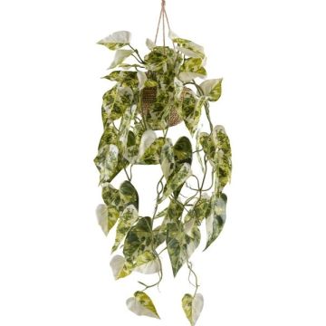 Decorative hanging plant: Syngonium hanging basket ZULHER in a basket, green-white, 31"/80cm