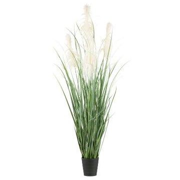 Decorative grass Pampas grass QUINAL in decorative pot, panicles, cream, 7ft/210cm