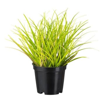 Fake grass Fountain grass BENKU, green-brown, 8"/20cm
