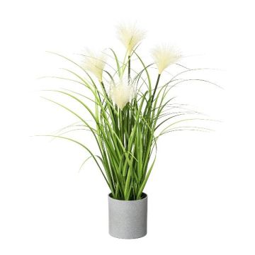 Decorative grass pampas grass VILMO in decorative pot, panicles, cream, 20"/50cm