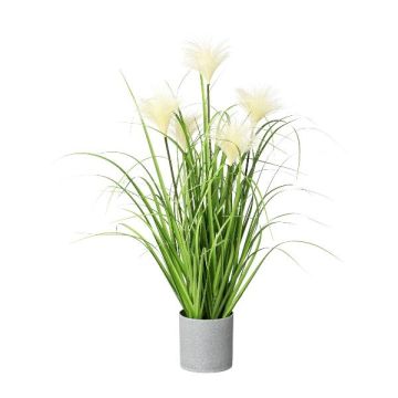 Decorative grass Pampas grass VILMO in decorative pot, panicles, cream, 26"/65cm