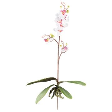 Artificial Phalaenopsis orchid MALZA, spike, roots, white-purple, 22"/55cm