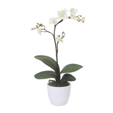 Artificial Phalaenopsis orchid MALZA, spike, roots, cream, 22"/55cm