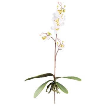 Artificial Phalaenopsis orchid MALZA, spike, roots, cream, 22"/55cm Artificial Phalaenopsis orchid MALZA, spike, roots, cream, 22"/55cm