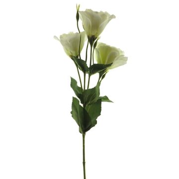 False Lisianthus ALARONA, cream, 22"/55cm