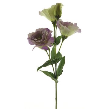 False Lisianthus ALARONA, purple-green, 22"/55cm