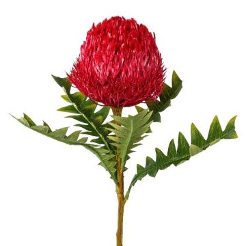 Decorative flower Banksia serrata PONGER, burgundy red, 28"/70cm