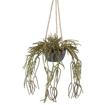 Decorative hanging plant Rhipsalis pilocarpa VEXORY, decorative pot, green, 31"/80cm