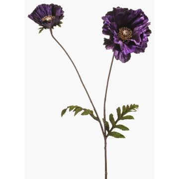 Velvet poppy LEIMOMI, dark purple-gold, 30"/75cm