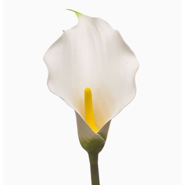 Artificial calla lily KIVARP, white, 85cm