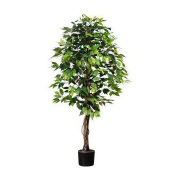 Decorative tree Ficus benjamina ONIN, natural stems, 5ft/150cm