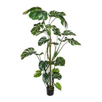 Artificial Philodendron Monstera Deliciosa EIDERA, aerial roots, 6ft/180cm Artificial Philodendron Monstera Deliciosa EIDERA, aerial roots, 6ft/180cm
