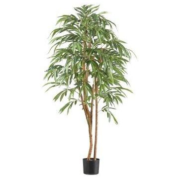 Artificial tree Longifolia TEESY, natural stems, 6ft/170cm Artificial tree Longifolia TEESY, natural stems, 6ft/170cm