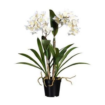 Decorative flower Dendrobium Sonia orchid FROLBER, roots, white, 24"/60cm