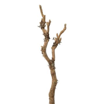Artificial birch branch VELTON with lichens, brown, 24"/60cm Artificial birch branch VELTON with lichens, brown, 24"/60cm
