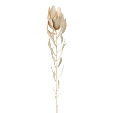 Decorative flower Pincushion protea LAWARE, cream, 30"/75cm Decorative flower Pincushion protea LAWARE, cream, 30"/75cm