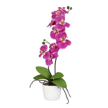 Decorative flower Phalaenopsis orchid MORLEK, ceramic pot, roots, fuchsia, 24"/60cm