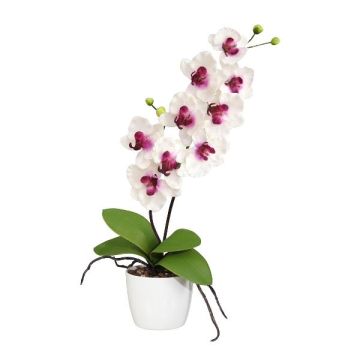 Decorative flower Phalaenopsis orchid MORLEK, ceramic pot, roots, white-purple, 24"/60cm