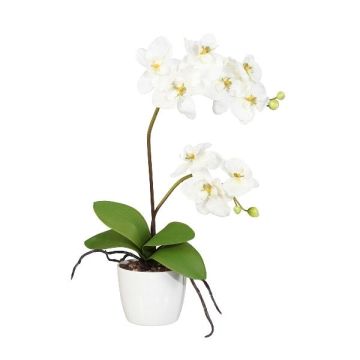 Decorative flower Phalaenopsis orchid MORLEK, ceramic pot, roots, cream, 24"/60cm