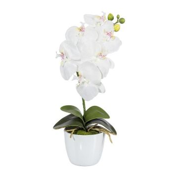 Decorative flower Phalaenopsis orchid DRINTOR, ceramic pot, roots, white, 16"/40cm