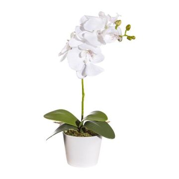 Decorative flower Phalaenopsis orchid TRALKE, decorative pot, roots, white, 16"/40cm