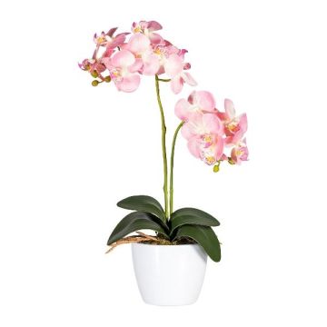 Decorative flower Phalaenopsis orchid FRUXO, ceramic pot, roots, pink, 20"/50cm Decorative flower Phalaenopsis orchid FRUXO, ceramic pot, roots, pink, 20"/50cm