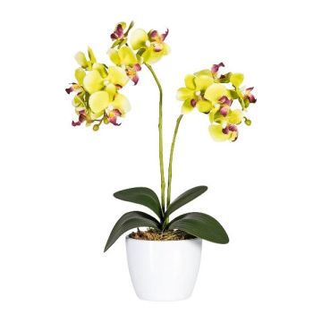 Decorative flower Phalaenopsis orchid FRUXO, ceramic pot, roots, green, 20"/50cm Decorative flower Phalaenopsis orchid FRUXO, ceramic pot, roots, green, 20"/50cm