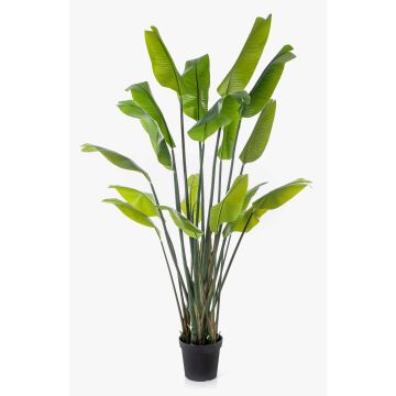 Artificial Strelitzia plant OMBRA, green, 200cm Artificial Strelitzia plant OMBRA, green, 200cm