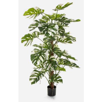 Artificial plant Philodendron Monstera Deliciosa Variegata MEBSUTA, green-white, 5ft/160cm Artificial plant Philodendron Monstera Deliciosa Variegata MEBSUTA, green-white, 5ft/160cm
