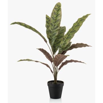 Fake Calathea Makoyana plant 'WIDO' in a decorative pot, green-burgundy, 24"/60cm Fake Calathea Makoyana plant 'WIDO' in a decorative pot, green-burgundy, 24"/60cm