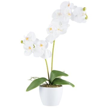 Artificial phalaenopsis orchid KRUZBER, ceramic pot, roots, white, 22"/55cm