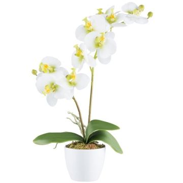 Artificial Phalaenopsis orchid KRUZBER, ceramic pot, roots, white-green, 22"/55cm