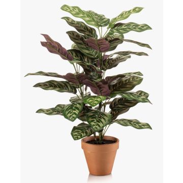 Artificial plant: Calathea makoyana TROGAR in a terracotta pot, green-violet, 26"/65cm Artificial plant: Calathea makoyana TROGAR in a terracotta pot, green-violet, 26"/65cm