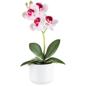 Artificial Phalaenopsis orchid WERKAN, ceramic pot, roots, white-fuchsia, 11"/27cm