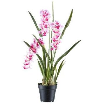 Decorative flower Cymbidium orchid KLORVEN, roots, white-purple, 31"/80cm Decorative flower Cymbidium orchid KLORVEN, roots, white-purple, 31"/80cm