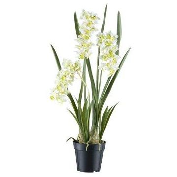 Decorative flower Cymbidium orchid KLORVEN, roots, white-green, 31"/80cm Decorative flower Cymbidium orchid KLORVEN, roots, white-green, 31"/80cm