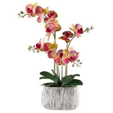 Artificial Phalaenopsis orchid BLORVEN, cement bowl, roots, yellow-fuchsia, 22"/55cm