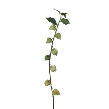 Decorative branch Physalis BROLE with fruits, light green, 3ft/95cm Decorative branch Physalis BROLE with fruits, light green, 3ft/95cm