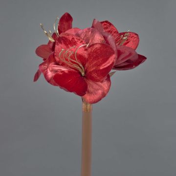 Velvet amaryllis KIRSTY, red, 28"/70cm, Ø3.5"/9cm