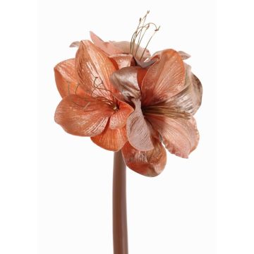 Velvet amaryllis KIRSTY, salmon, 28"/70cm, Ø5.1"-5.9"/13-15cm Velvet amaryllis KIRSTY, salmon, 28"/70cm, Ø5.1"-5.9"/13-15cm