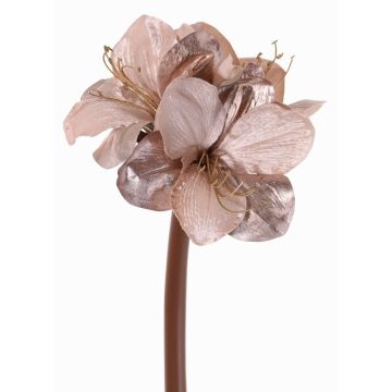 Velvet amaryllis KIRSTY, light purple, 28"/70cm, Ø5.1"-5.9"/13-15cm Velvet amaryllis KIRSTY, light purple, 28"/70cm, Ø5.1"-5.9"/13-15cm