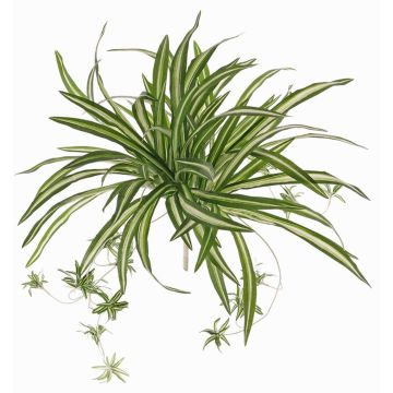 Fake spider plant DEMIAN on spike, green-white, 20"/50cm Fake spider plant DEMIAN on spike, green-white, 20"/50cm