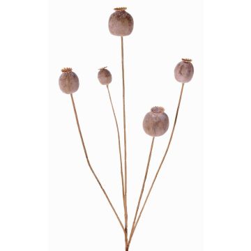Artificial poppy capsule FILOMELA, light brown, 30"/75cm, Ø0.8"-1.4"/2-3.5cm Artificial poppy capsule FILOMELA, light brown, 30"/75cm, Ø0.8"-1.4"/2-3.5cm