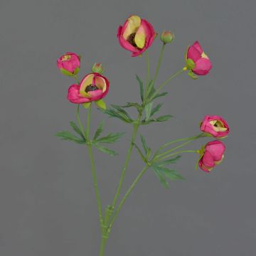 False ranunculus YARIS, pink-green, 26"/65cm, Ø1,2"-1.8"/3-4,5cm False ranunculus YARIS, pink-green, 26"/65cm, Ø1,2"-1.8"/3-4,5cm