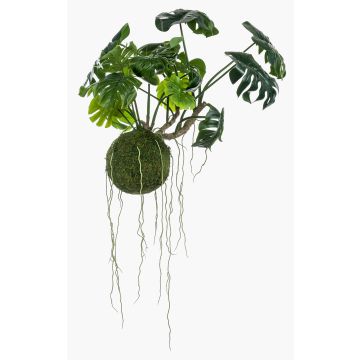 Decorative Philodendron Monstera Deliciosa YUNUS, moss ball, 24"/60cm Decorative Philodendron Monstera Deliciosa YUNUS, moss ball, 24"/60cm