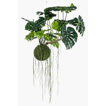 Decorative Philodendron Monstera Deliciosa YUNUS, moss ball, 31"/80cm Decorative Philodendron Monstera Deliciosa YUNUS, moss ball, 31"/80cm