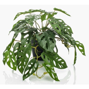 Decorative philodendron Monstera Deliciosa TREVYN, 22"/55cm