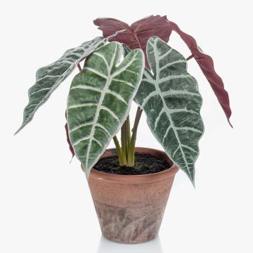 Artificial Alocasia Sanderiana GARCIA, terracotta pot, green-white, 12"/30cm