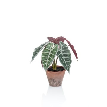 Artificial Alocasia Sanderiana GARCIA, terracotta pot, green-white, 12"/30cm